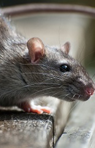 rat article image